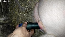 Мужик трахает свинью в жопу вибратором. Зоо порно