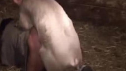 Свинья трахнула хозяйку в деревне.Зоо секс с животным скачать бесплатно